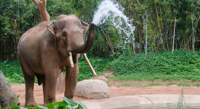 elephant having a bath